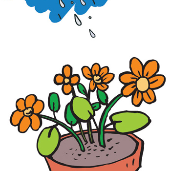 First plant, then water