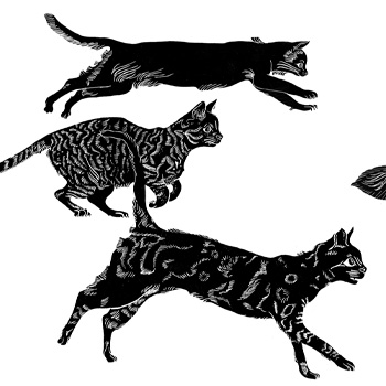 Herding Cats, Wrangling Skunks